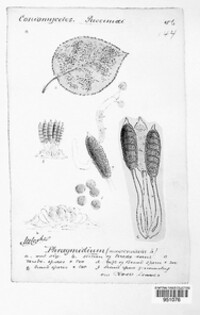 Phragmidium mucronatum image
